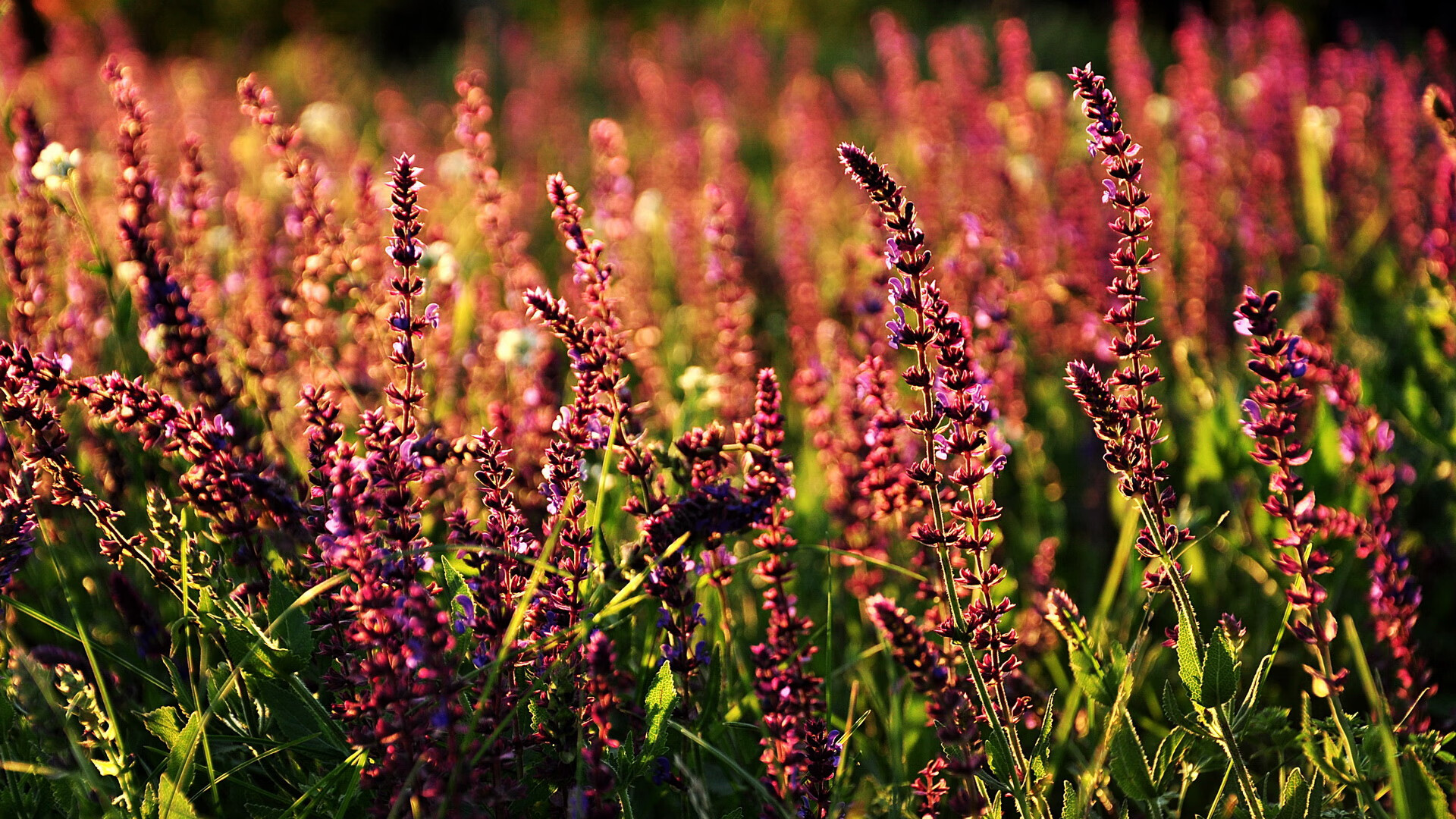 巨人肩上全队！哈兰德绝境双响扛巴萨闯过阿森纳鬼门关