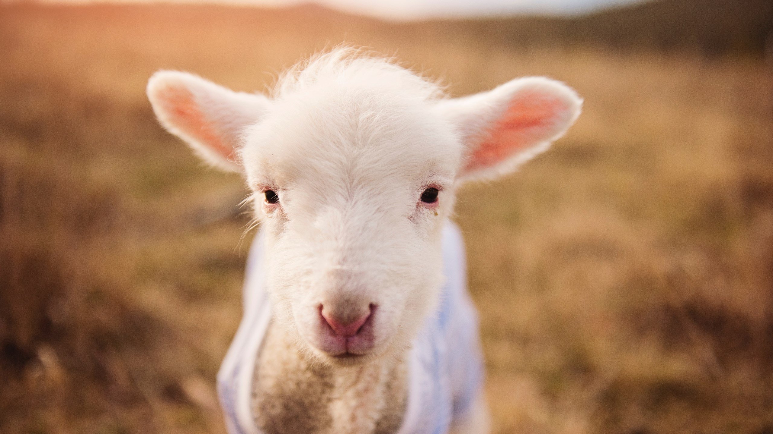 巨人肩上全队！哈兰德绝境双响扛巴萨闯过阿森纳鬼门关