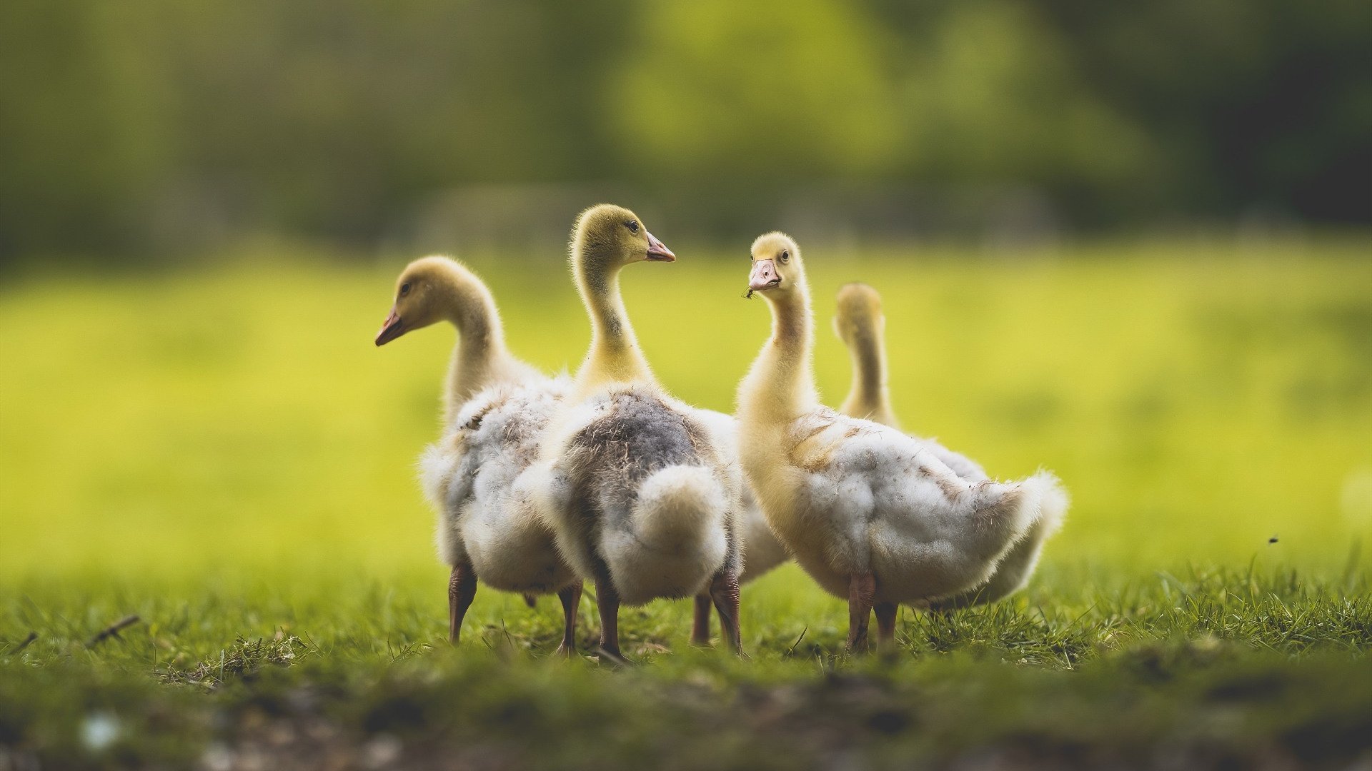 里昂之昂，当冷门成为热望，绝杀点燃足球纯粹之光