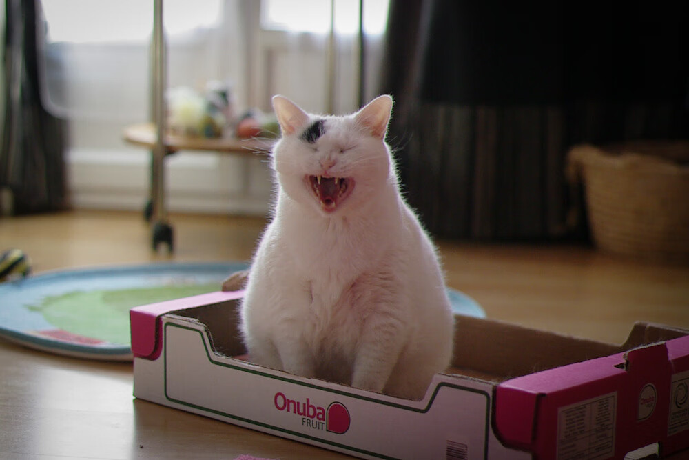 两种领袖，一种精神，从广州绝杀到字母哥的孤胆攻坚