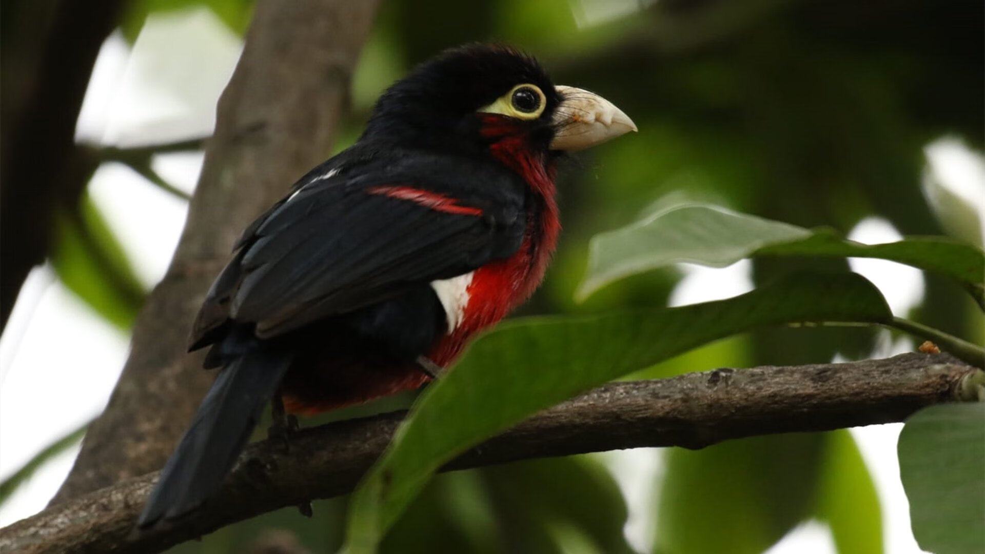 爱游戏大厅-冠军基因觉醒！范弗利特降维打击，篮网踏平广厦诠释体系碾压