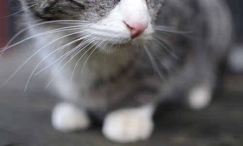 年度焦点之战,乌拉圭的铜墙时钟如何肢解勒沃库森的精密机器