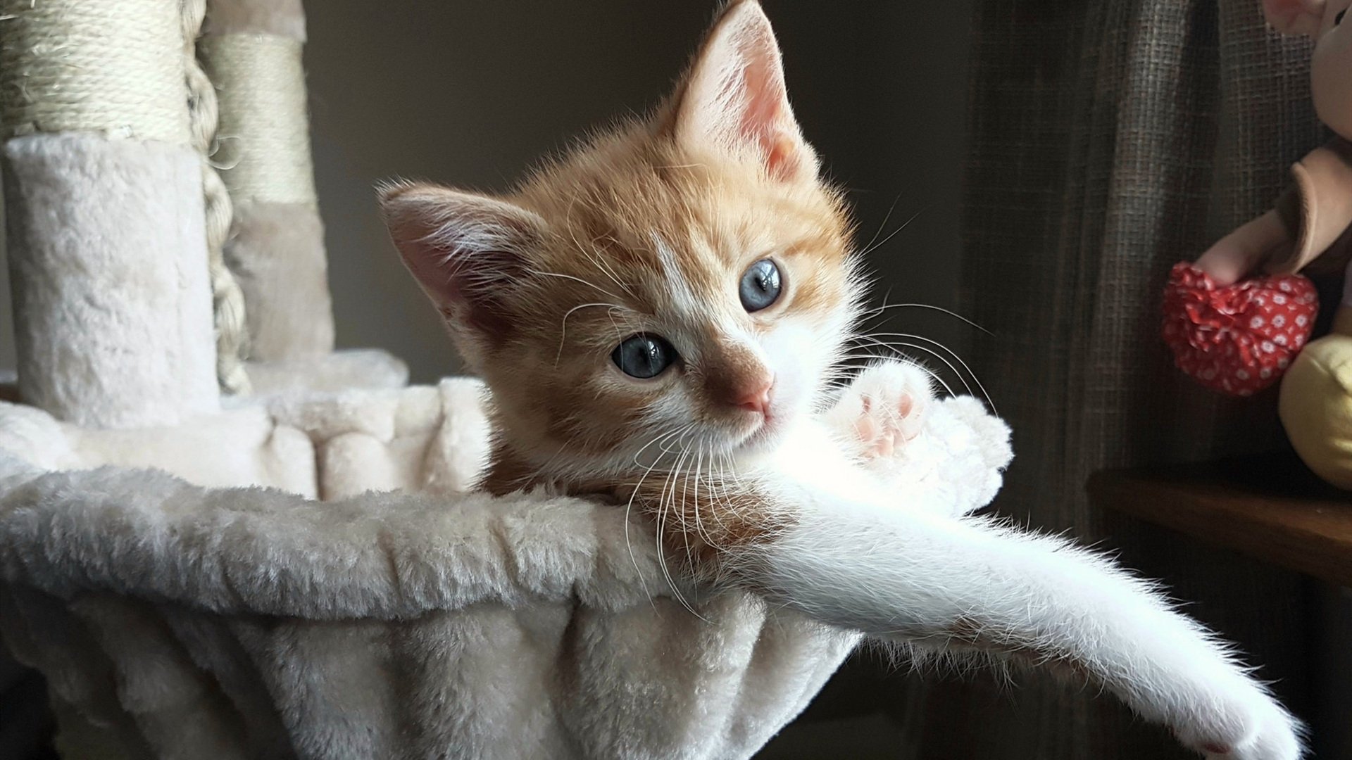 利剑出鞘，锡安关键回合手刃太阳，尼克斯新王证明何为大场面先生