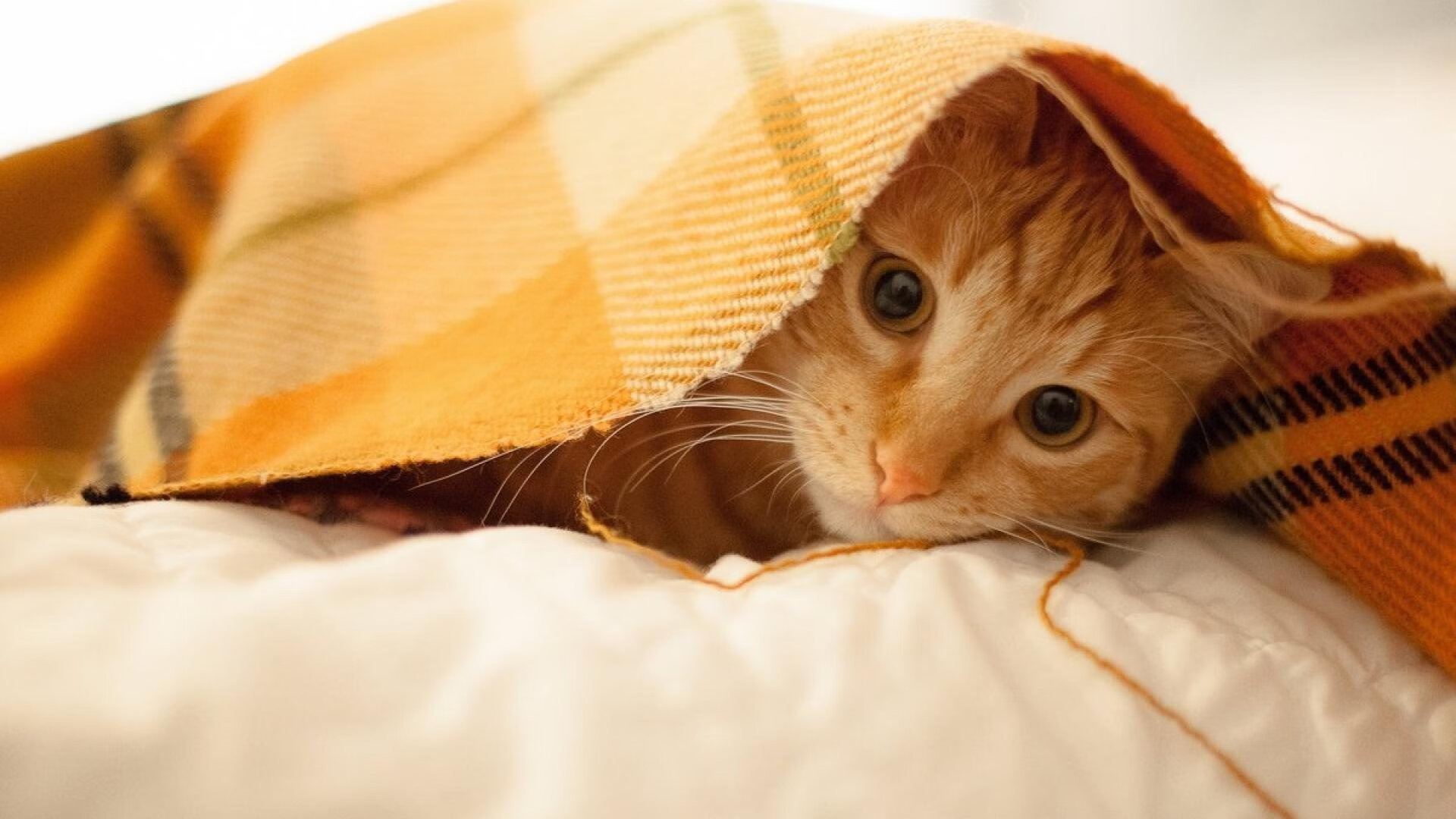 东方掘金,当约基奇的统治力遭遇深圳队的突围哲学