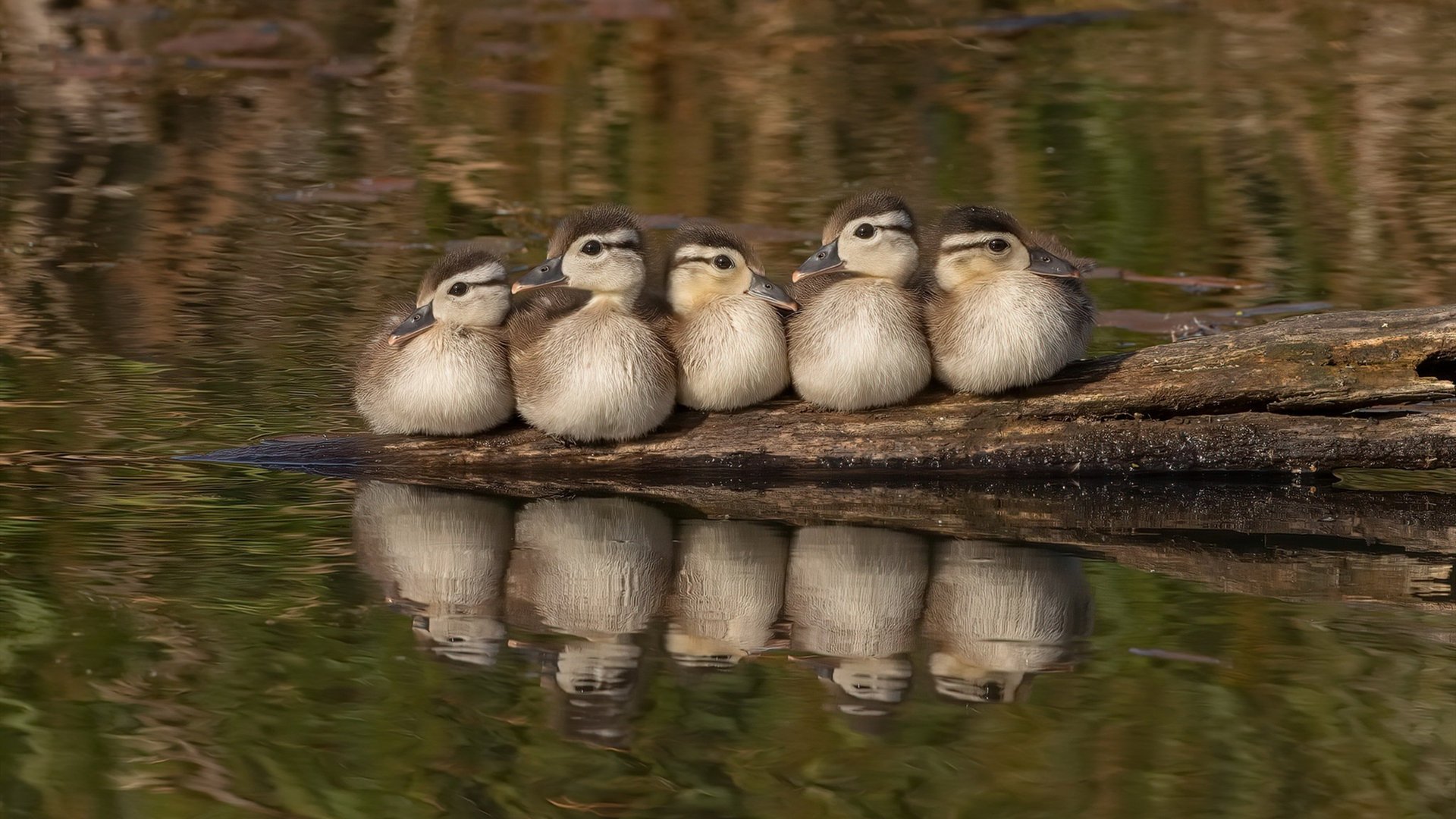 戈麦斯之夜,当卡拉沃沃河遇见台伯河