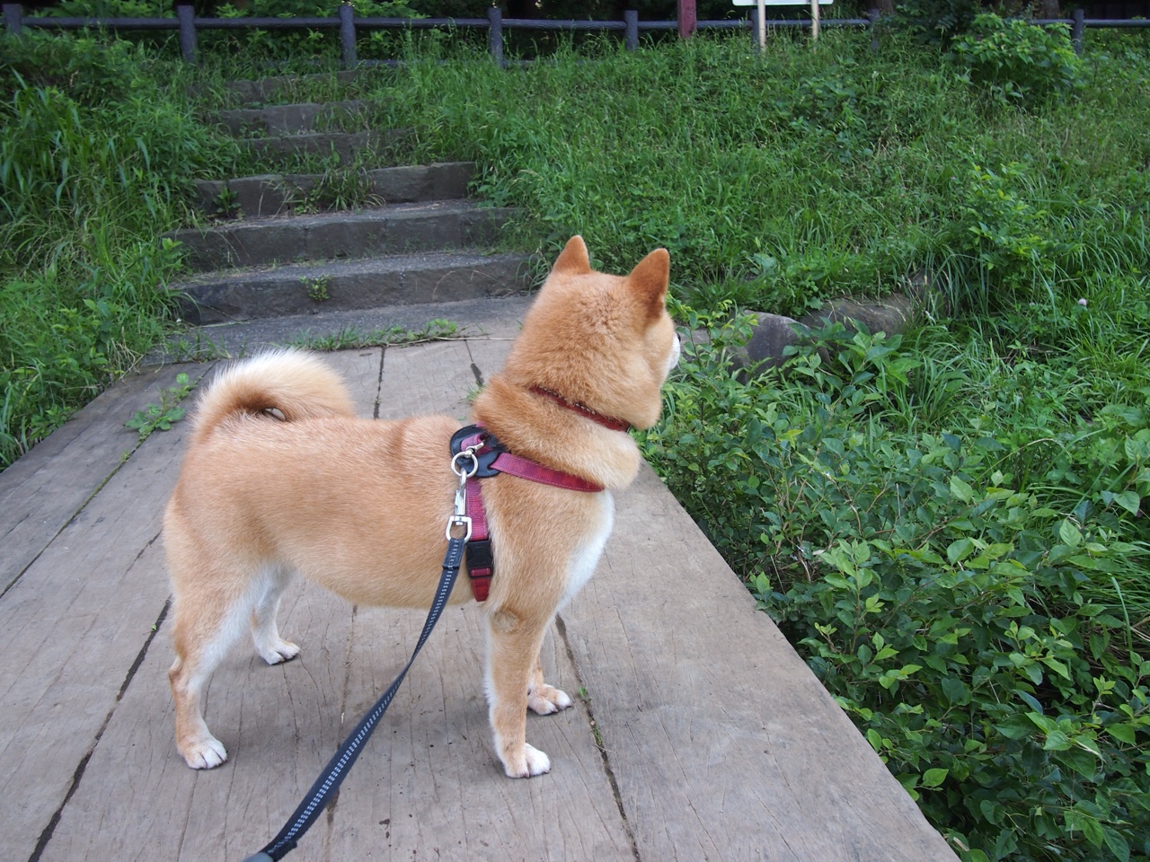 血脉的共振，当切尔西击溃厄瓜多尔，奥亚尔萨瓦尔在欧冠之夜升起