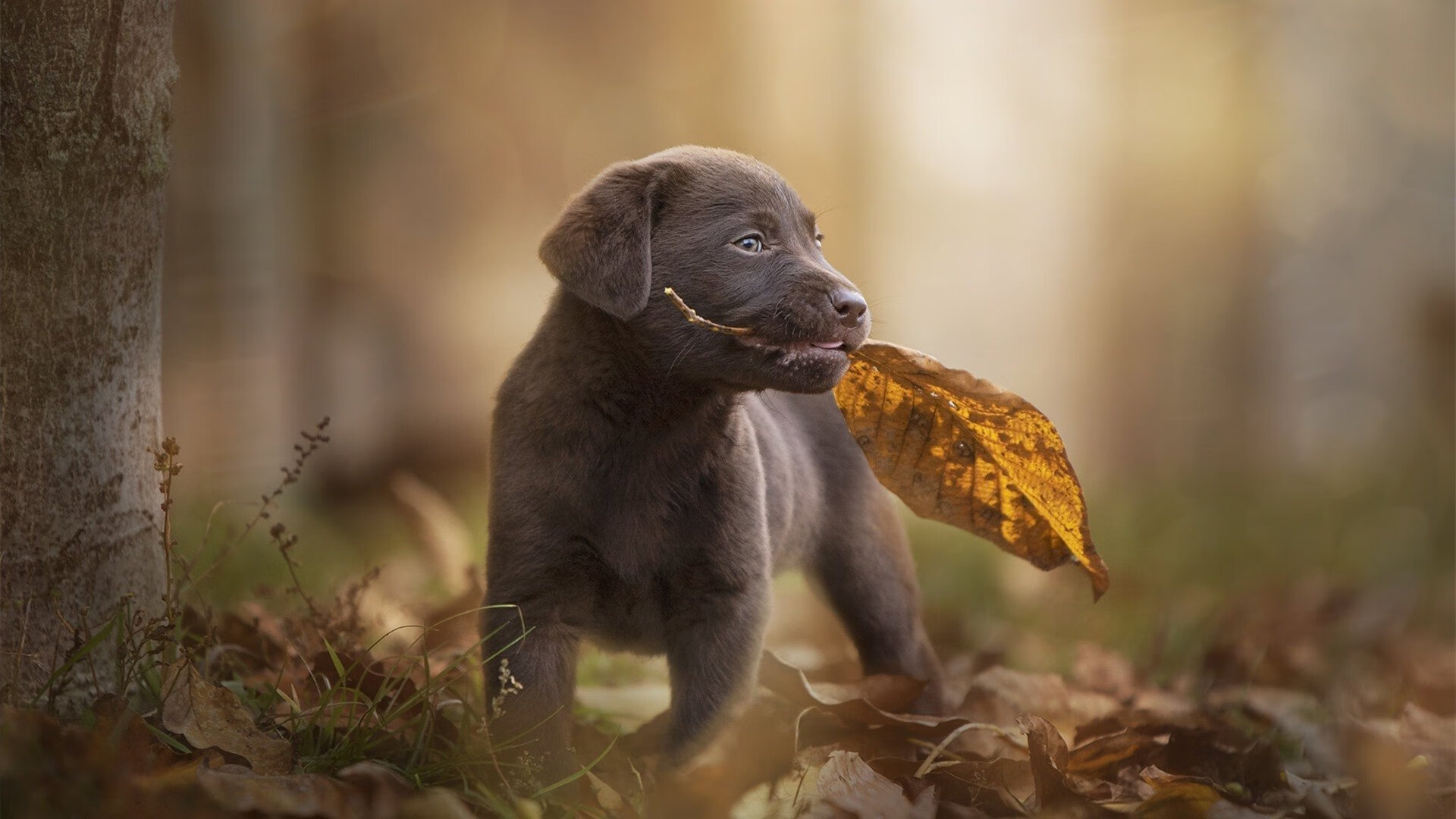 看到这个关键词，我脑海中立刻浮现出几种不同风格的标题，供你选择
