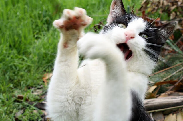 跨越运动维度的唯一性,当阿尔瓦雷斯叩响殿堂之门,芬兰篮球重写欧洲秩序