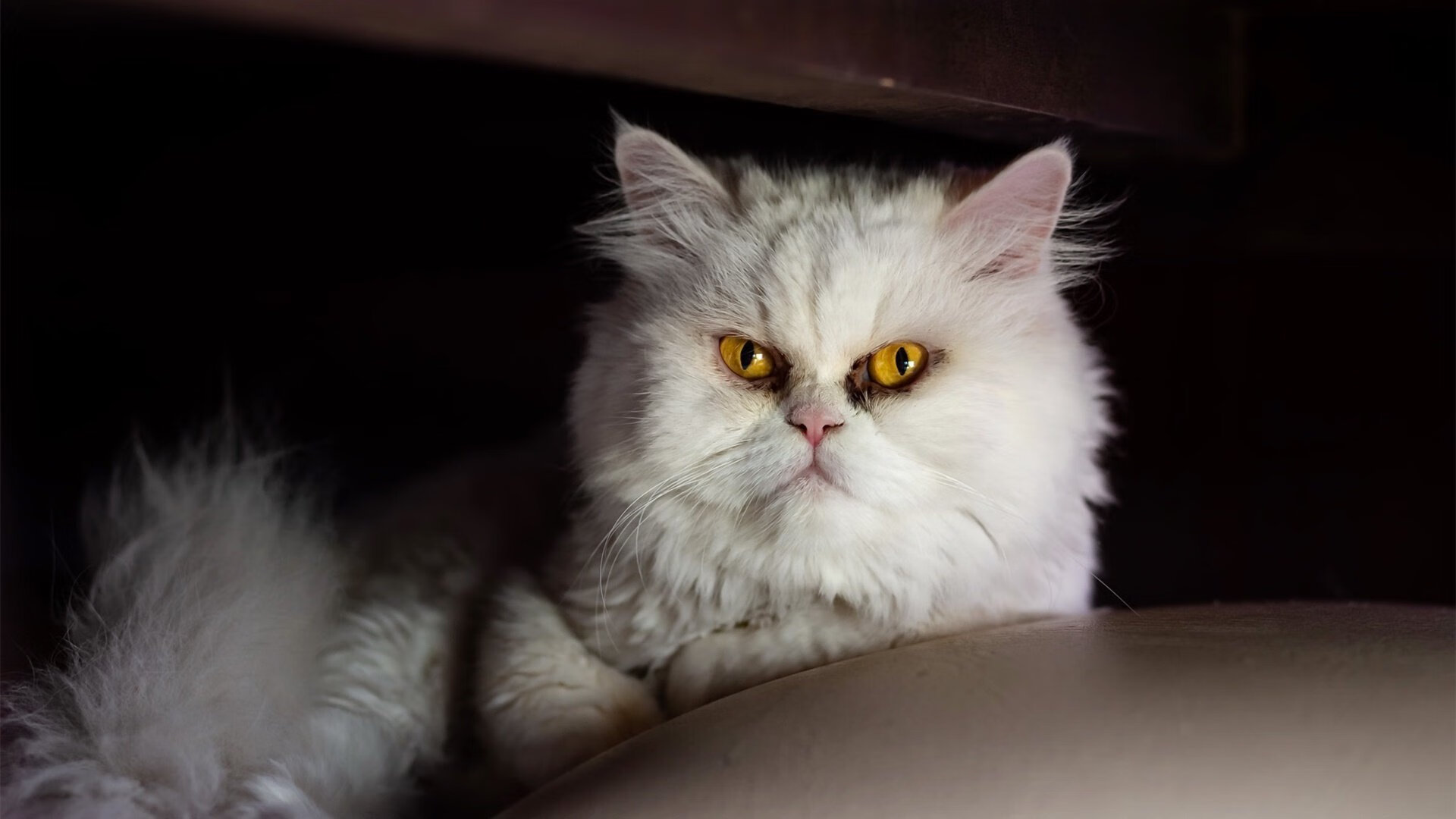 爱游戏-独舞的灵魂，群像的胜利，阿劳霍如何以节奏为画笔，绘就马里争冠征途的决胜篇章