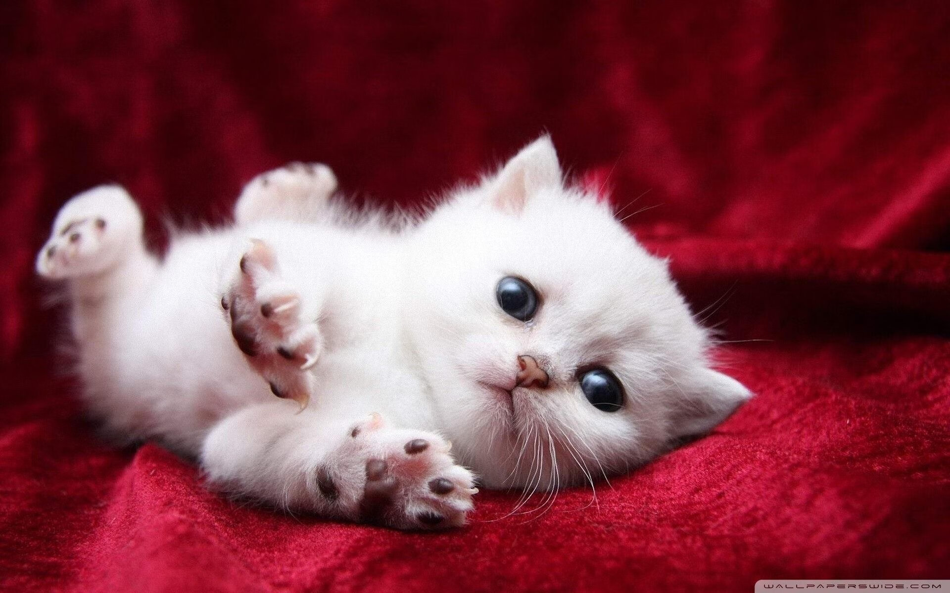 鹰击长空,F1摩纳哥街道赛焦点战,老鹰车队强行终结勇士车手三连冠梦