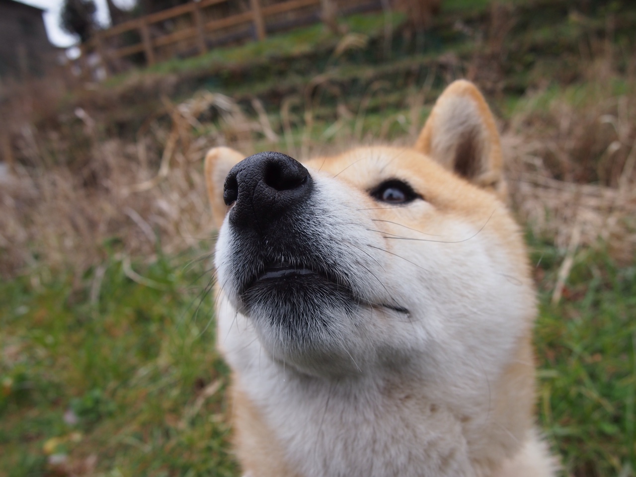 鹰击长空,F1摩纳哥街道赛焦点战,老鹰车队强行终结勇士车手三连冠梦