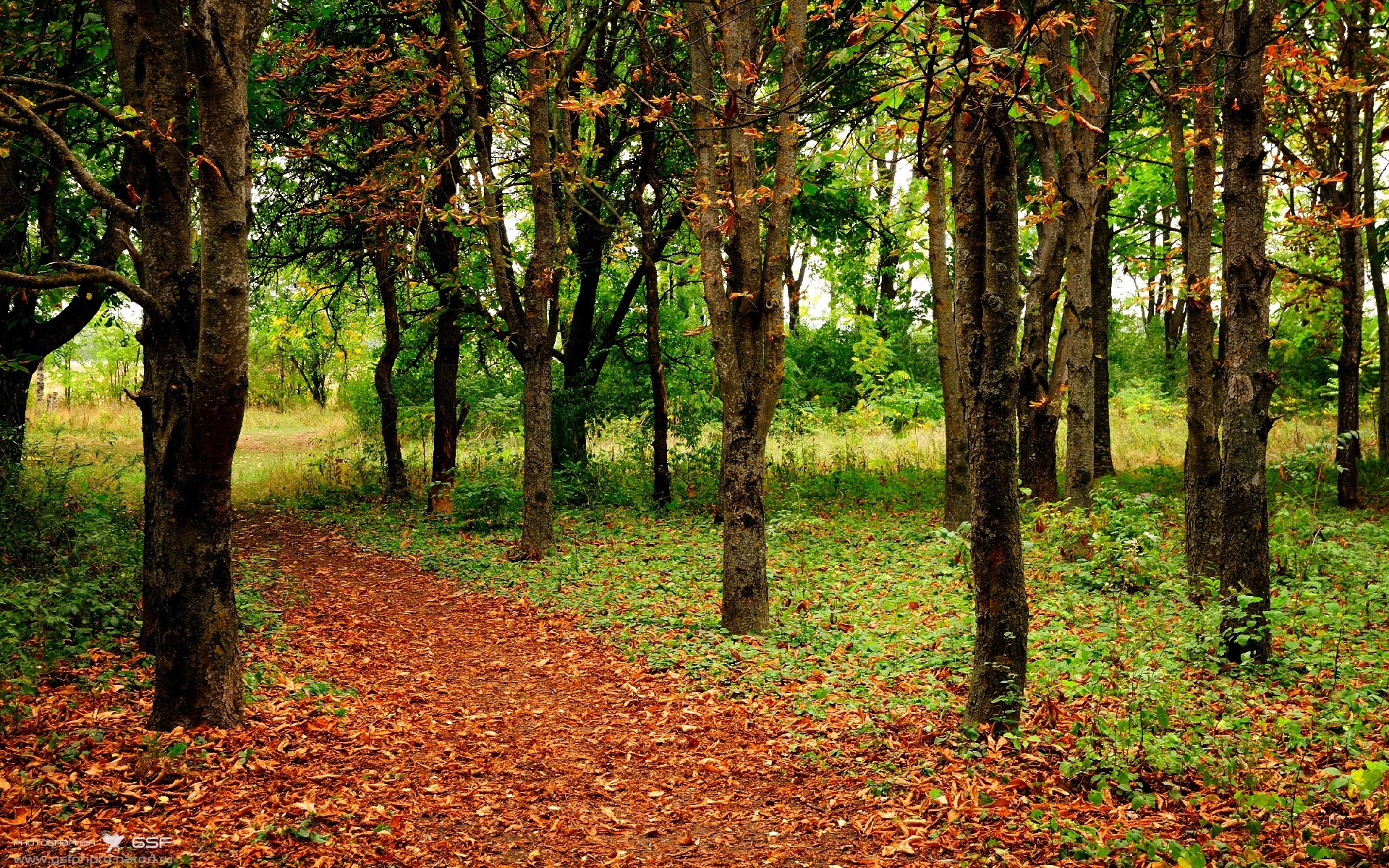 凯尔特神话的黄昏，当全黑风暴席卷世界杯，福登于废墟中加冕新王