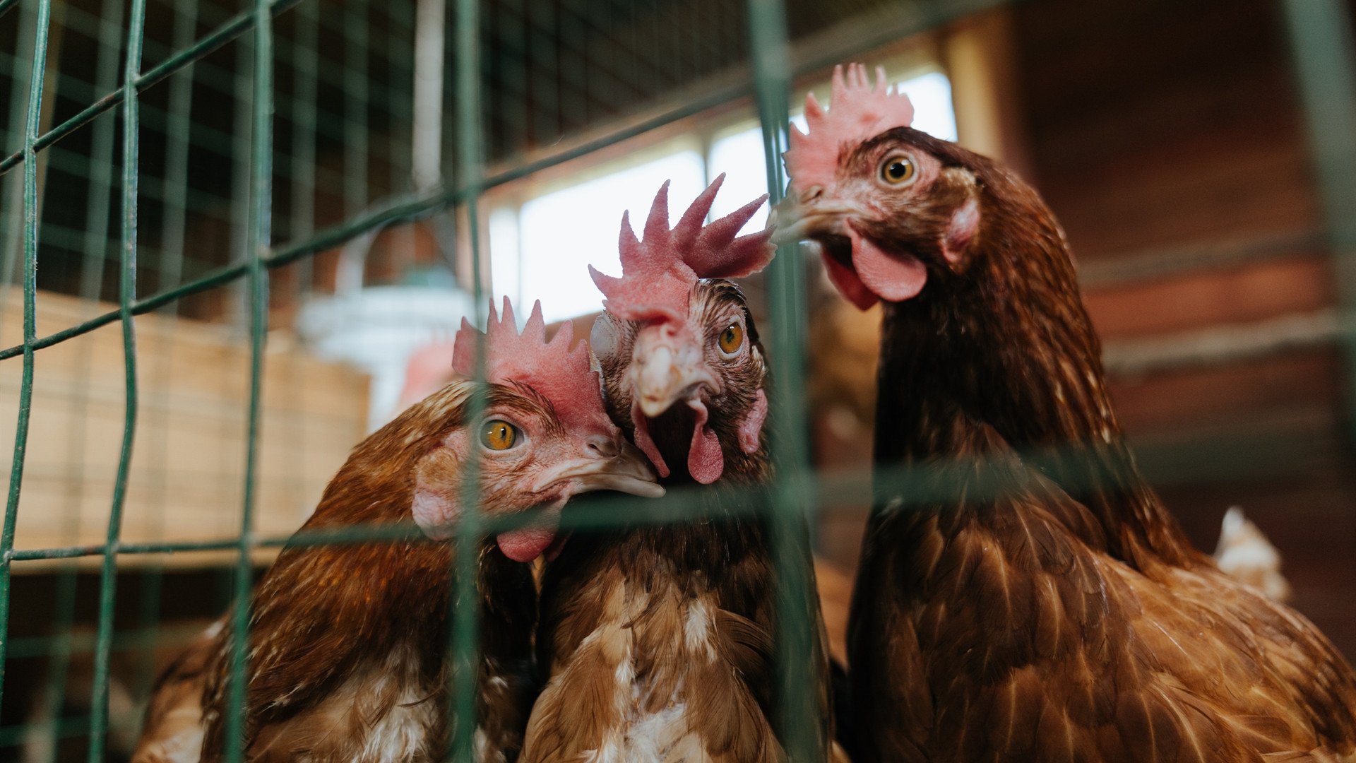 猛龙并非天降神兵，恩比德才是迈阿密永恒的噩梦，当无解成为唯一解