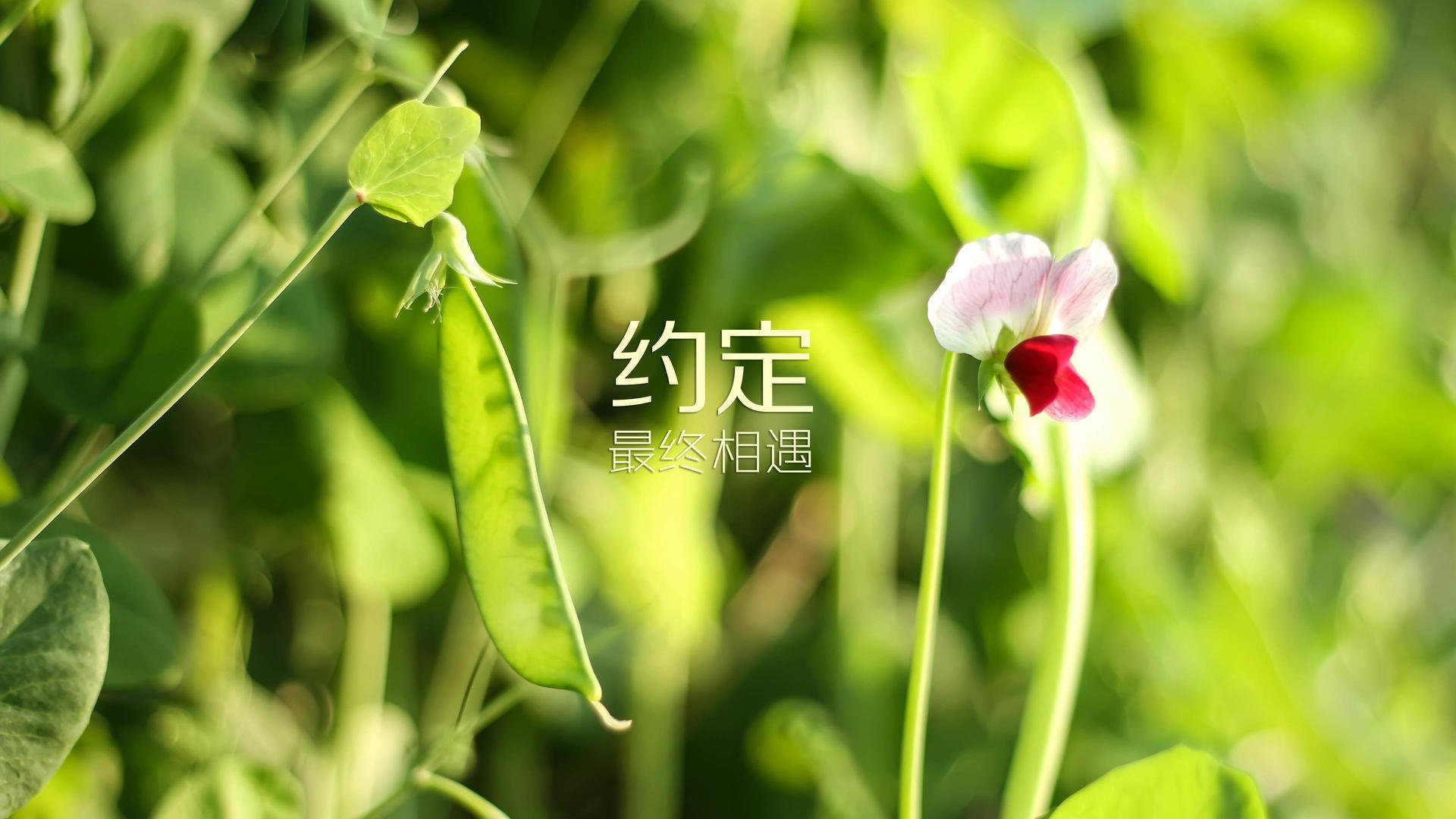 (扩展思维)
